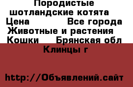 Породистые шотландские котята. › Цена ­ 5 000 - Все города Животные и растения » Кошки   . Брянская обл.,Клинцы г.